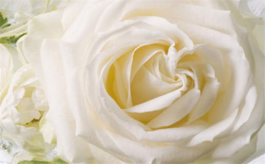 双鱼座宠金牛女吗男生会喜欢吗(双鱼座宠金牛女吗男生会喜欢吗知乎)